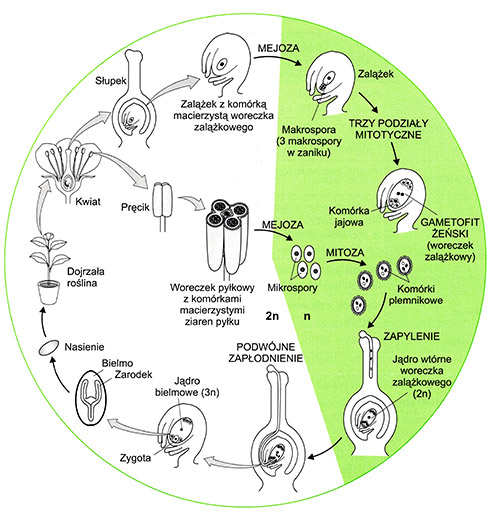 Cykl Rozwojowy Nagonasiennych Rozmnażanie się roślin nasiennych - Powtórka z biologii